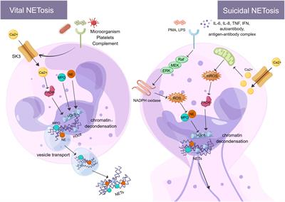 Neutrophil extracellular traps mediate deep vein thrombosis: from mechanism to therapy